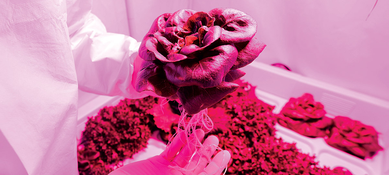 Illustration for article titled Por qué importa esta diminuta hoja de lechuga cultivada en el espacio